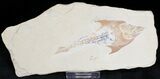 Fossil Coccodus (Crusher Fish) - Hgula Lebanon #22107-1